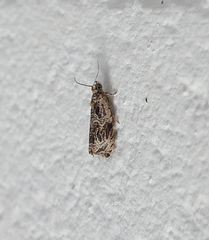 Olethreutes tilianum