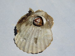 Leiosolenus patagonicus