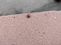 Harmonia axyridis