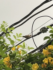 Columbina talpacoti