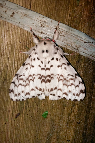 Lymantria novaguinensis