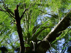 Tillandsia huamelulaensis