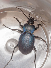 Carabus convexus