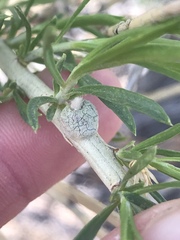 Rhopalomyia chrysothamni