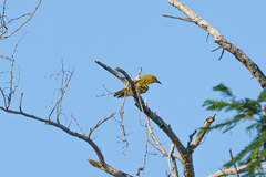 Oriolus auratus