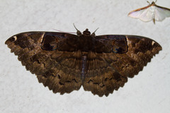 Erebus crepuscularis
