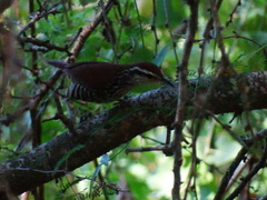 Thryophilus pleurostictus