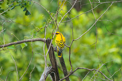 Oriolus auratus