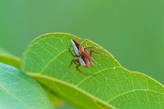 Oxyopes singularis