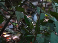 Thryophilus pleurostictus