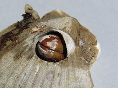 Leiosolenus patagonicus