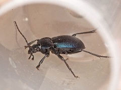 Carabus convexus