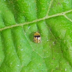 Diomus tucumanus