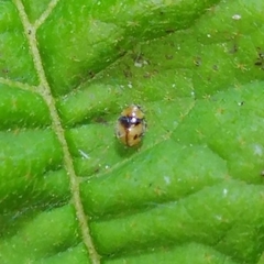 Diomus tucumanus
