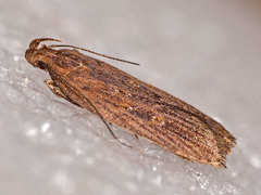 Helcystogramma triannulella