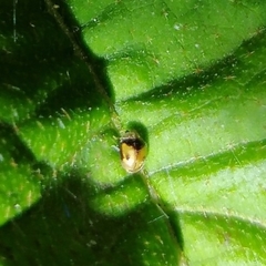 Diomus tucumanus
