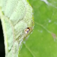 Diomus tucumanus