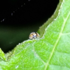 Diomus tucumanus
