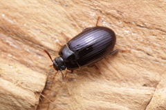Platydema violacea