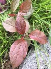 Magnoliopsida