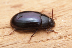 Platydema violacea