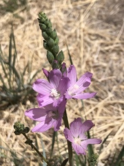 Sidalcea covillei