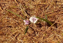 Calochortus tolmiei