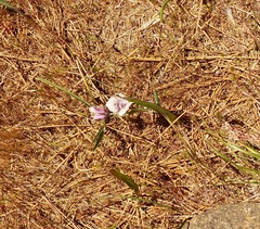 Calochortus tolmiei