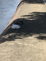 Anas platyrhynchos domesticus