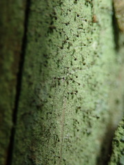 Chaenotheca stemonea