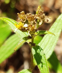 Alloispermum integrifolium