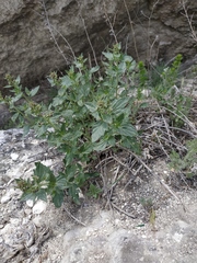 Scrophularia rupestris