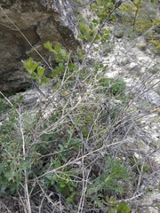 Scrophularia rupestris