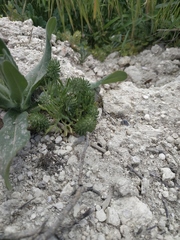 Ceratocephala falcata