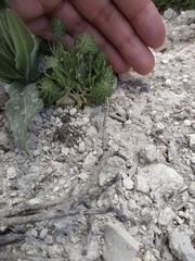 Ceratocephala falcata