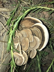 Polyporaceae