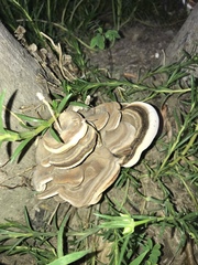 Polyporaceae