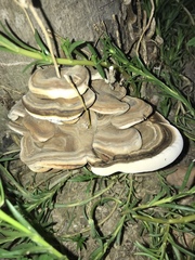 Polyporaceae