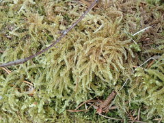 Eurhynchium angustirete