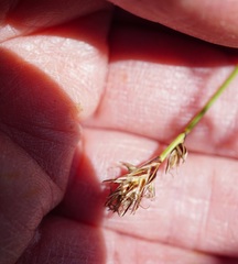 Carex serpenticola