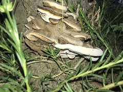 Polyporaceae