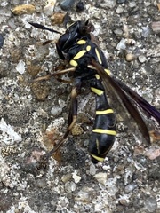 Sphiximorpha willistoni