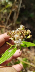 Alloispermum integrifolium