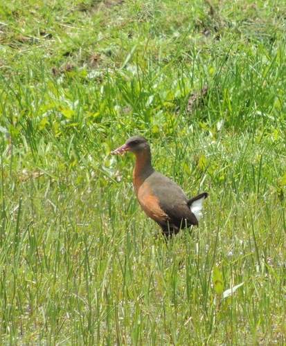 Rouget's Rail