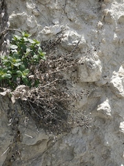 Scrophularia rupestris