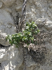 Scrophularia rupestris