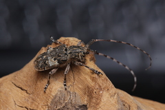 Mesosa nebulosa