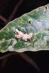 Ropalidia cyathiformis