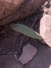 Platanthera dilatata