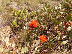 Castilleja pruinosa